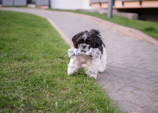 Shih Tzu dog running with a toy in his mouth