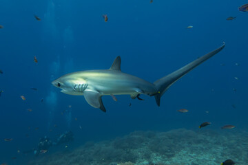 Thresher Shark swimming in the Sea of the Philippines

