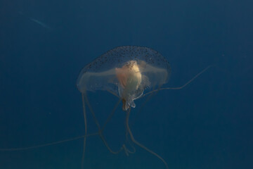 Box jellyfish swimming in the ocean of the Philippines