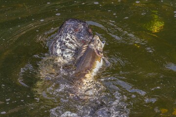Closeup of a seal eating salmon in the water.