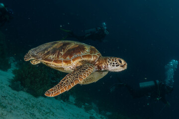 Obraz na płótnie Canvas Hawksbill sea turtle at the Sea of the Philippines