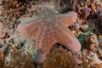 Starfish On the Seabed at the Sea of the Philippines