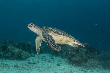 Hawksbill sea turtle at the Sea of the Philippines
