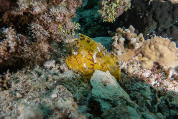 Fototapeta na wymiar Fish swim at the at the Sea of the Philippines