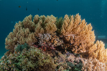 Coral reef and water plants at the sea of Philippines
