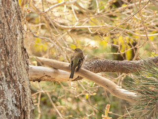 European greenfinch in Arcachon's desert