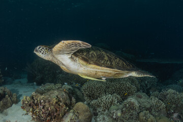 Naklejka na ściany i meble Hawksbill sea turtle at the Sea of the Philippines