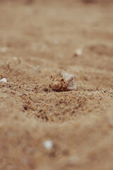 Beautiful seashell laying on the sand of a beach