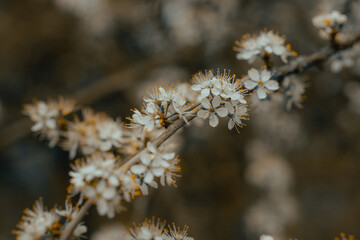 White plumb blossom, blooming blossoming plants, wild flower, trees, petals, spring time garden background wallpaper patterns and textures, close up macro nature photography