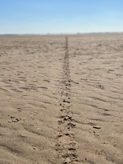 Vehicle tracks on the beach with a blue sky background. Low angle view. 