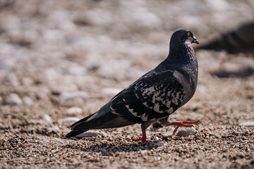 pigeon on the beach