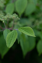 Green leaves, plants and flowers background wallpaper, textures, patterns, dark leaf photo, hedge bush, minimal colourful picture