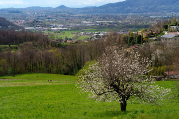 Landscape in Brianza near Ello, Lecco province