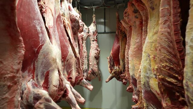 The dead carcasses in the cold room are hung on hooks