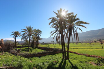 Obraz premium Moroccan flowers and sunlight on the Route of paradis Imouzzar Agadir