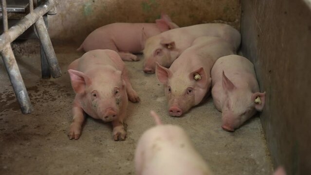 Little pink piglets on the farm