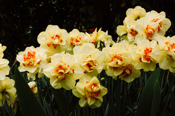 Narcissus terrycloth Tahiti yellow flowers with bright red center. Bright fresh narcissus buds on a dark background. Growing bulbous plants in a garden, orchard in spring. Flower heads wallpaper.