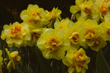 Narcissus terrycloth Tahiti yellow flowers with bright red center. Bright fresh narcissus buds on a dark background. Growing bulbous plants in a garden, orchard in spring. Flower heads wallpaper.