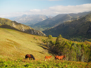 Caballos salvajes en montañas de Pirineos. España