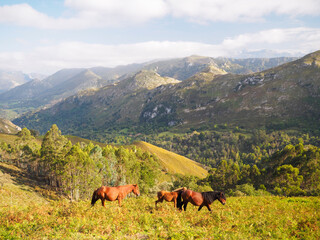 Paisaje de caballos salvajes libres en la montaña