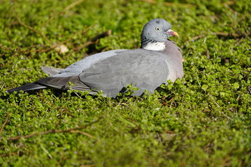 The Common Wood Pigeon at rest (Columba palumbus) family Columbidae. Hanover, Germany.

