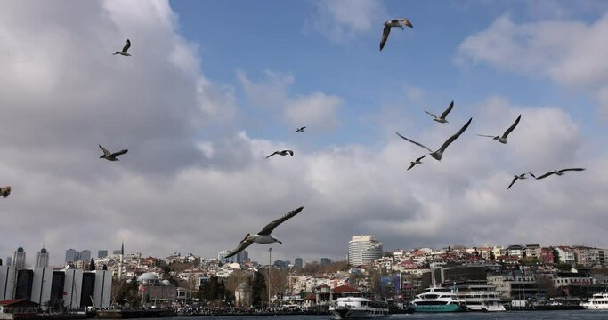 Many seagulls flying in sky over sea in city 4k movie slow motion. Urban landscape concept