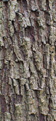 Details of the bark of sterculia dawei