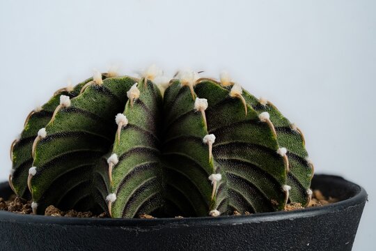 Gymnocalycium LB 2178 cactus  close up in isolated white background.