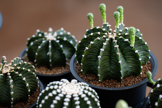 Gymnocalycium LB 2178 cactus blooming close up