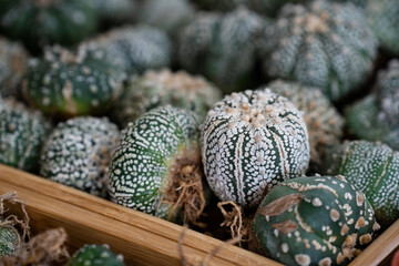 Obraz premium Astrophytum Asteria Super Kabuto cactus in bulk.