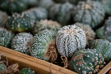 Astrophytum Asteria Super Kabuto cactus in bulk.