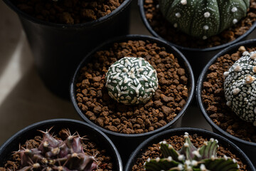 Astrophytum Asteria Super Kabuto V-type cactus close up.