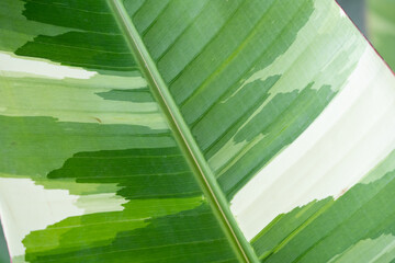 Variegated banana lead close up. Musa florida leaf close up
