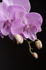 Naklejka na ściany i meble Purple spot Phalaenopsis Orchid with isolated black background