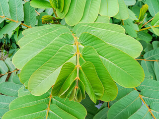 Ketepeng (Senna alata), known as candle bush, candelabra bush, ringworm shrub, or candletree.