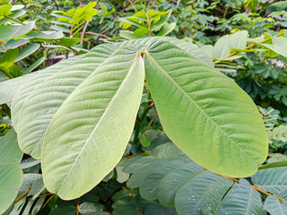 Ketepeng (Senna alata), known as candle bush, candelabra bush, ringworm shrub, or candletree.