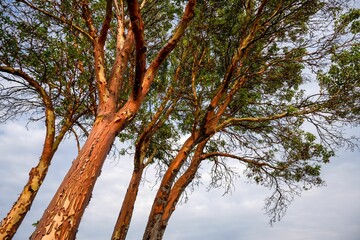Low-angle view of Madrone trees on Salt Spring Island with a cloudy sky in the background