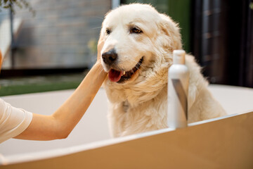 Cute adorable dog sitting in bathtub preparing for a SPA procedures. Bottle with shampoo with blank...