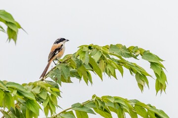 Wide shot of a Long Tail Shrike resting on a tree against blue sky