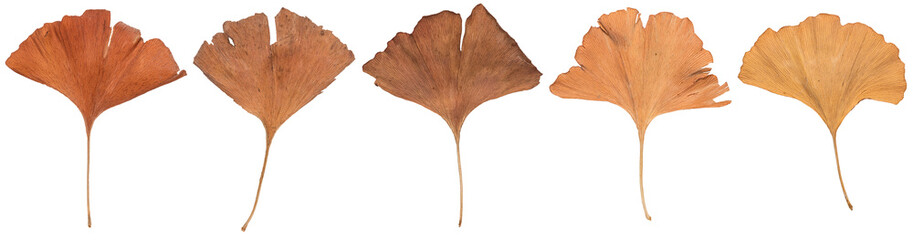 Set of dried leaves of the Ginkgo biloba tree, seasonal natural autumn colors, isolated cut out on white or transparent background
