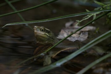 Selective focus of a Pan's box turtle standing on a wooden surface