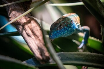 Closeup of a rainbow whiptail standing on a wooden branch exposed to some sunlight