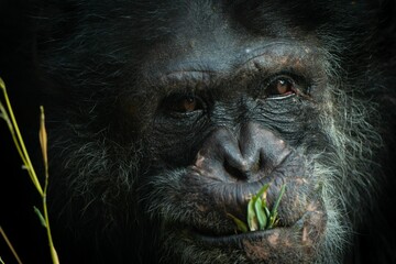 Selective focus of a black chimp eating grass