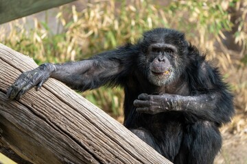 Selective focus of a black chimp holding onto a wooden pole eating
