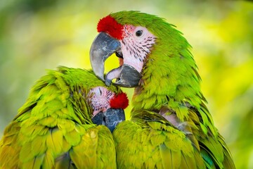 Closeup shot of an adorable green Cockatoo couple