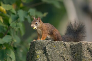 Naklejka na ściany i meble Closeup shot of an adorable squirrel sitting on a rock