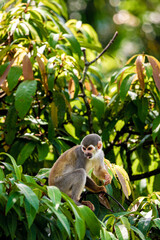 macaco de cheiro na arvore