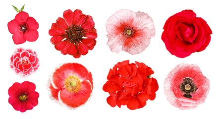 Group of different red garden flowers, transparent background
