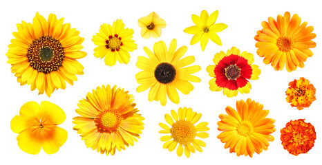 Group of different yellow and orange garden flowers, transparent background