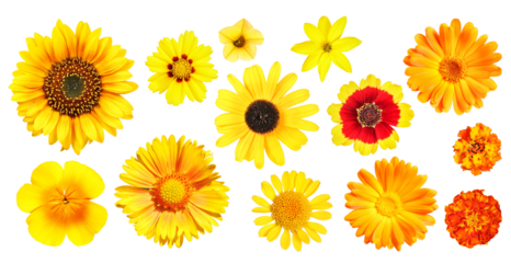 Group of different yellow and orange garden flowers, transparent background